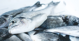 Harina de Pescado
