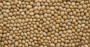 Pasta de Soya