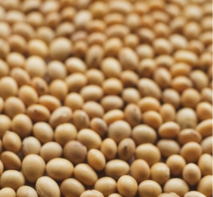 Lecitina de Soya