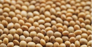 Lecitina de Soya
