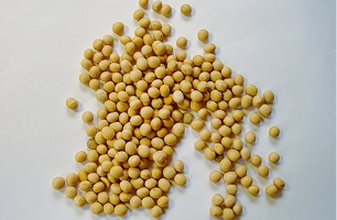 Pasta de Soya