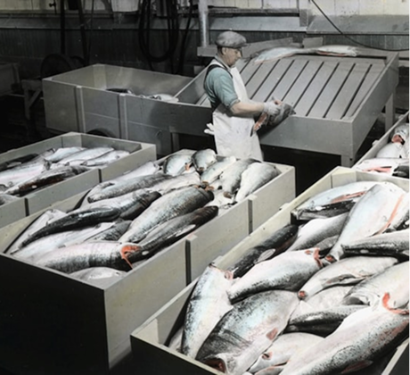 FISHINGRUP distribuidores de materias primas para la industria acuícola
